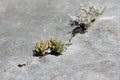 Stonecrop of Nice leaves