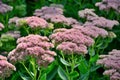 Stonecrop prominent sedum in the garden closeup. Royalty Free Stock Photo