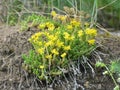 Stonecrop Sedum acre grows in the wild