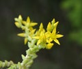 Stonecrop Sedum acre grows in the wild