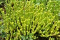 Stonecrop Sedum acre grows in the wild