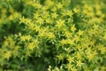 Stonecrop Sedum kamtschaticum flower