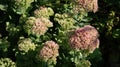 Stonecrop and stonecrop - thick-leaf plants for perennial beds and rock gardens