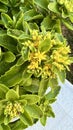 Stonecrop Yellow Sedum flowers in full bloom