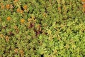 Stonecrops on green roof