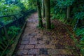 A stoned entrance of Hakone shrine, in the forest in Japan Royalty Free Stock Photo