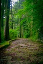 A stoned entrance of Hakone shrine, in the forest in a sunny day in Kyoto, Japan Royalty Free Stock Photo