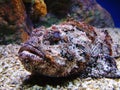 Stonefish Royalty Free Stock Photo