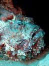 Stonefish