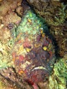 Stonefish