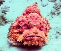 Stonefish Royalty Free Stock Photo