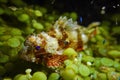 Stonefish with camouflage pattern texture skin stay still to hunt food and small fish on green seaweed in night dive with coral Royalty Free Stock Photo