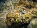 Stonefish close up macro - Synanceia Verrucosa on a reef in Maldives Royalty Free Stock Photo