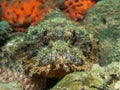 Stonefish on the coral Royalty Free Stock Photo