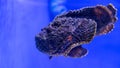 Stonefish reef swimming in aquarium Royalty Free Stock Photo