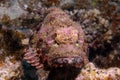 Stonefish swimming around a sharp textured coral reef under the sea Royalty Free Stock Photo