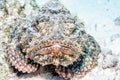 Stonefish Royalty Free Stock Photo