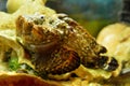 Stonefish Synanceia horrida Royalty Free Stock Photo