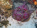 Stonefish (Synanceia verrucosa) Royalty Free Stock Photo