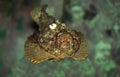 Stonefish, synanceia verrucosa, Australia Royalty Free Stock Photo