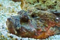Stonefish (Synanceia verrucosa) Royalty Free Stock Photo