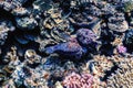 Stonefish (Synanceia verrucosa) Reef stonefish, Tropical waters Royalty Free Stock Photo