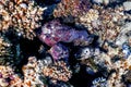 Stonefish (Synanceia verrucosa) Reef stonefish, Tropical waters Royalty Free Stock Photo