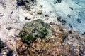 Stonefish (Synanceia verrucosa) Reef stonefish, Tropical waters Royalty Free Stock Photo