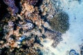 Stonefish Synanceia verrucosa Reef stonefish, Tropical waters Royalty Free Stock Photo