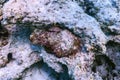 Stonefish Synanceia verrucosa Reef stonefish, Tropical waters Royalty Free Stock Photo