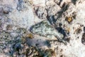 Stonefish Synanceia verrucosa Reef stonefish, Tropical waters Royalty Free Stock Photo