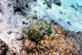 Stonefish Synanceia verrucosa Reef stonefish, Tropical waters Royalty Free Stock Photo