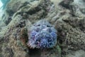 Stonefish Royalty Free Stock Photo