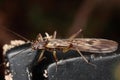 Stonefly Royalty Free Stock Photo