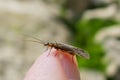 Stonefly on Fingertip in Nature Royalty Free Stock Photo