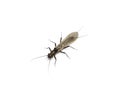 Stonefly trout food insekt plecoptera Royalty Free Stock Photo