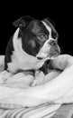 Stoner - Boston Terrier