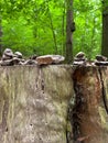Stones are arranged in a pyramid on a large tree stump in a mountain forest. A tranquil wilderness scene. Environmental Royalty Free Stock Photo