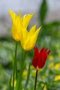 Yellow tulips at magic springtime near Karl Foerster house