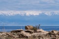 Stones on a background of lake and snow-capped mountain peaks of