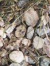 Stones and blades of grass scattered on the ground, textured Royalty Free Stock Photo