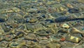 Stones on the bottom of a lake clear water with soft sunny ripples Royalty Free Stock Photo