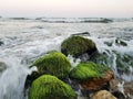 Stones with bright green moss in sea water