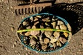 Stones collected in the basket. Rake Royalty Free Stock Photo
