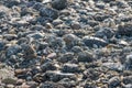 Stones covered with acorn barnacles from close Royalty Free Stock Photo