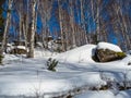 Stones covered with green moss and white snow and pine and birch tree in the winter forest in Altai, Russia Royalty Free Stock Photo