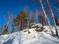 Stones covered with green moss and white snow and pine and birch tree in the winter forest in Altai, Russia Royalty Free Stock Photo