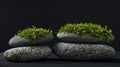 Stones covered with moss on a black background. Selective focus.