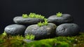 Stones covered with moss on a black background. Selective focus.