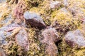 Stones covered with moss, close-up abstract background Royalty Free Stock Photo